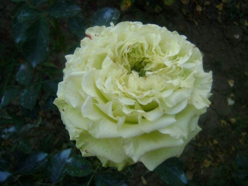  - TOATE FLORILE