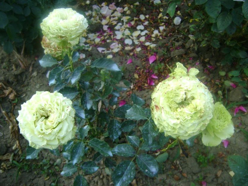  - TOATE FLORILE