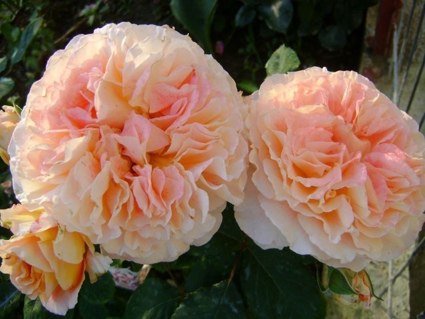  - TOATE FLORILE