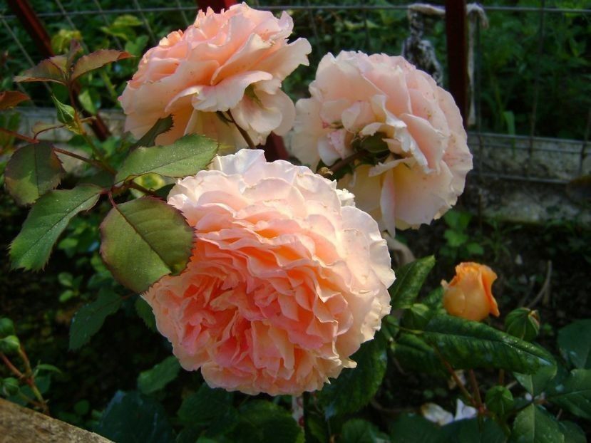  - TOATE FLORILE