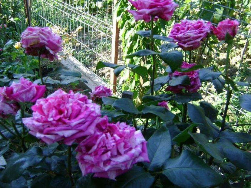crazy faschion - TOATE FLORILE
