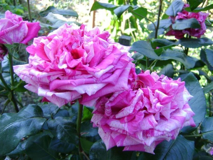 - TOATE FLORILE