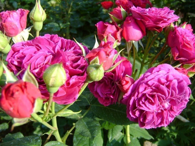  - TOATE FLORILE