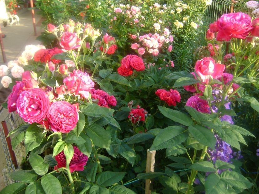  - TOATE FLORILE