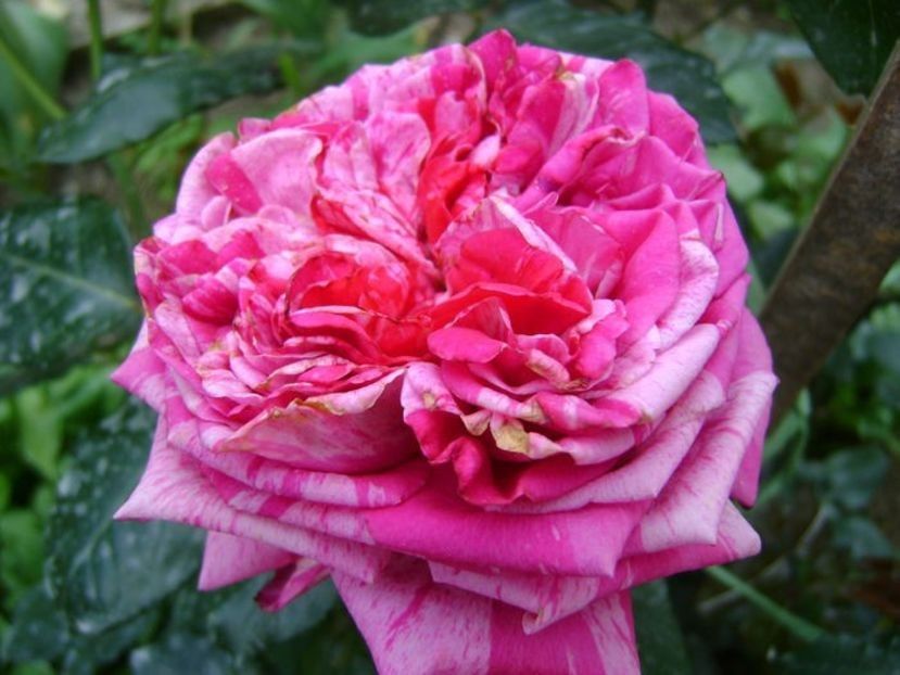 110980549 (1) - TOATE FLORILE