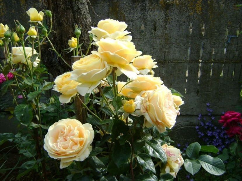  - TOATE FLORILE