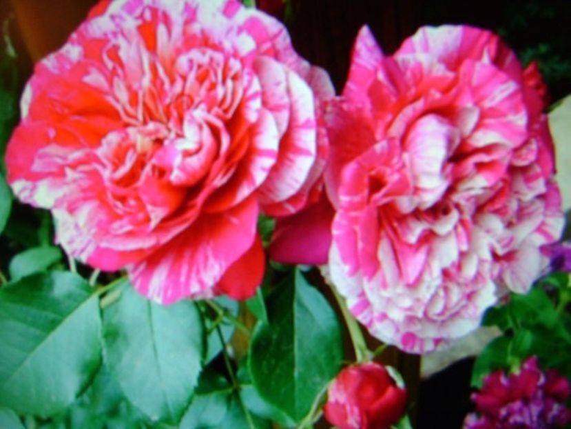  - TOATE FLORILE