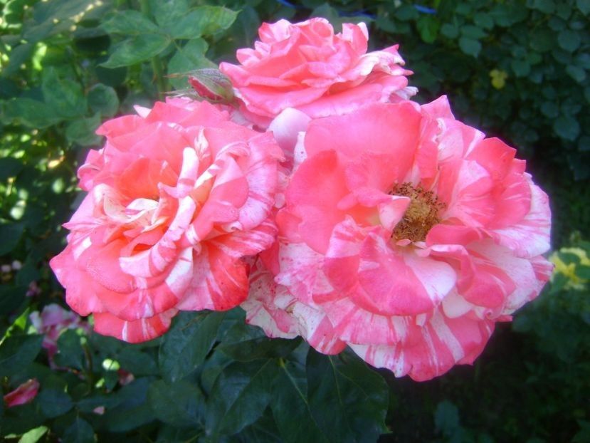  - TOATE FLORILE