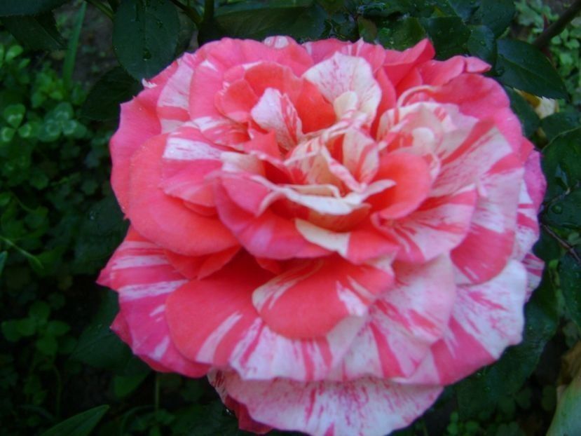  - TOATE FLORILE