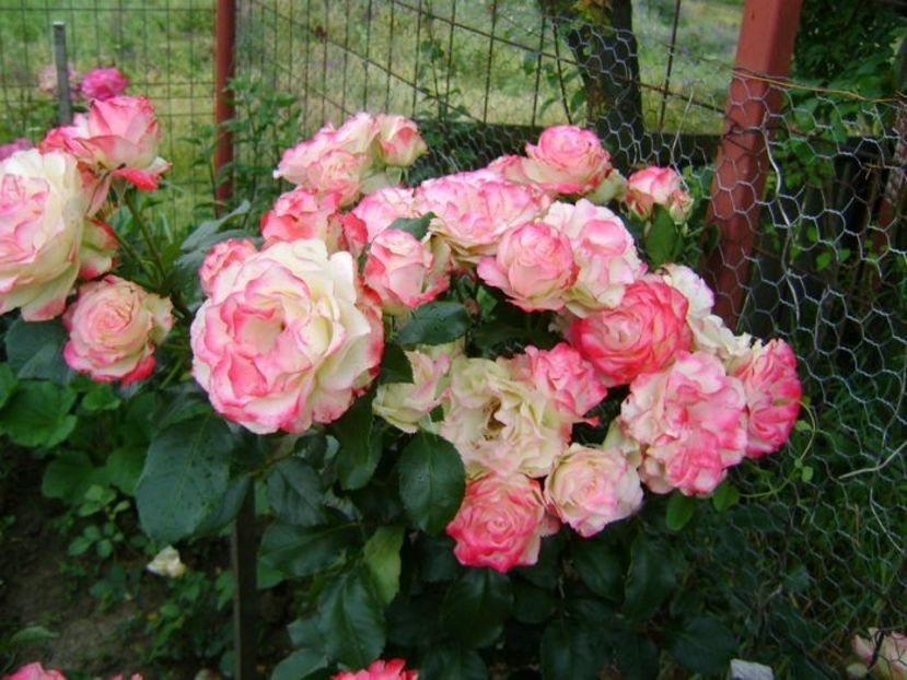  - TOATE FLORILE