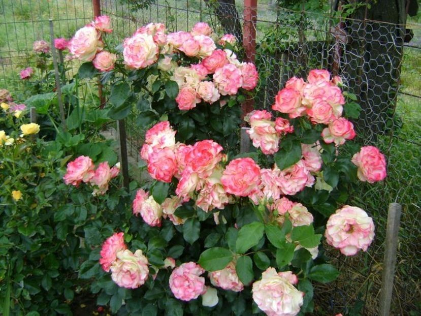  - TOATE FLORILE