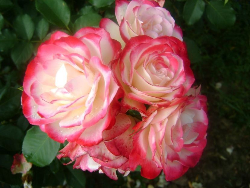  - TOATE FLORILE