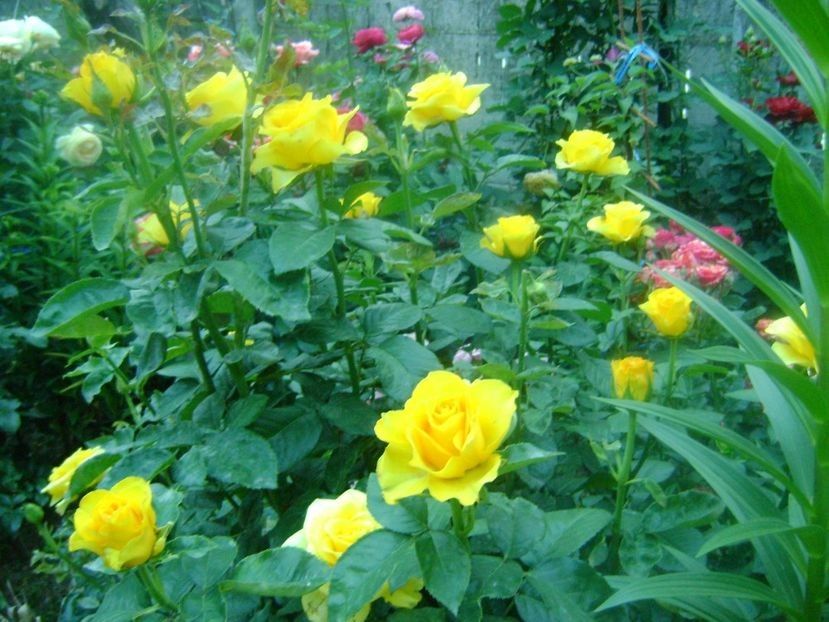  - TOATE FLORILE