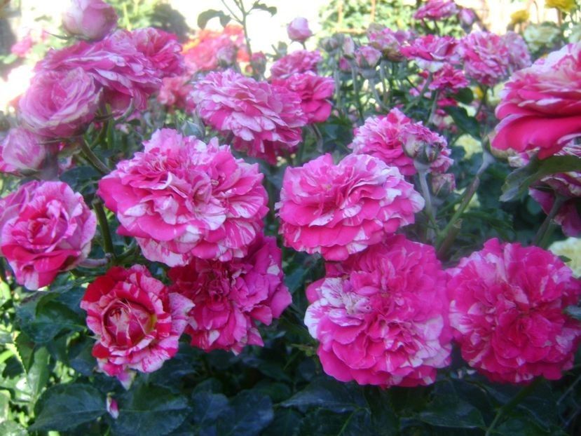  - TOATE FLORILE
