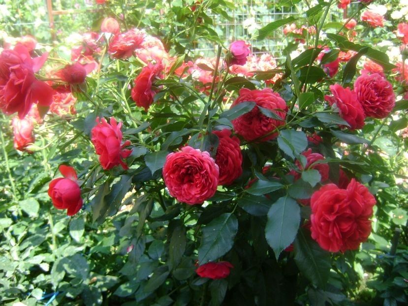  - TOATE FLORILE