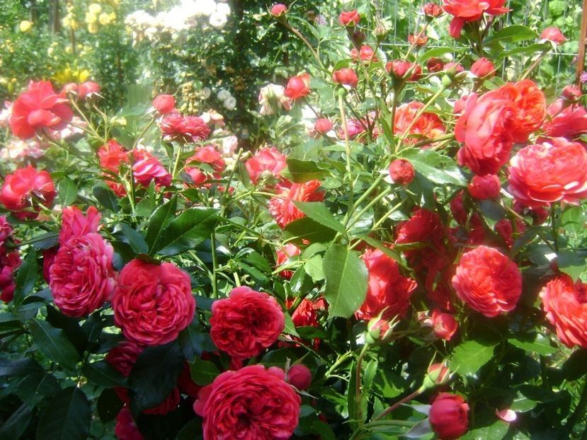  - TOATE FLORILE