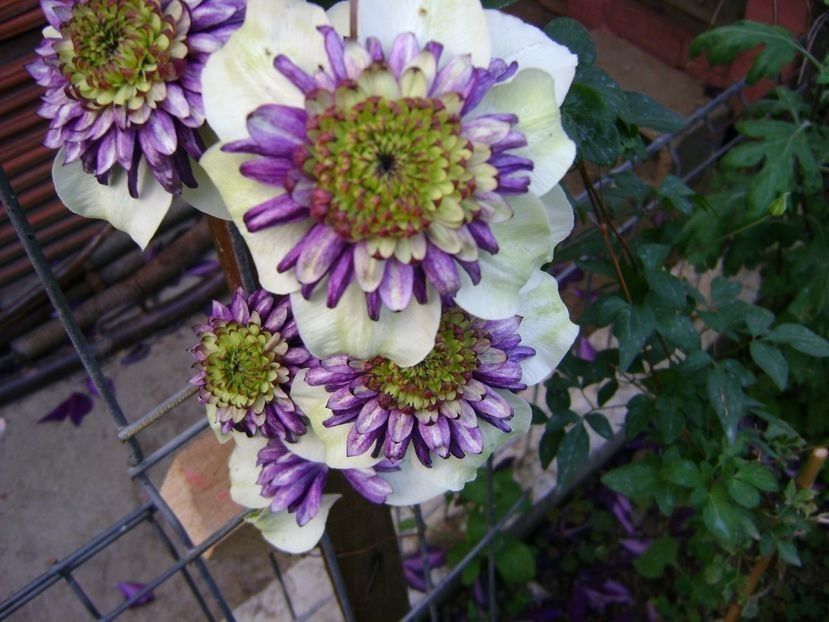  - TOATE FLORILE