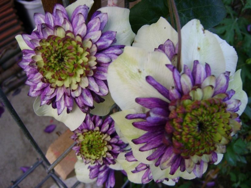  - TOATE FLORILE