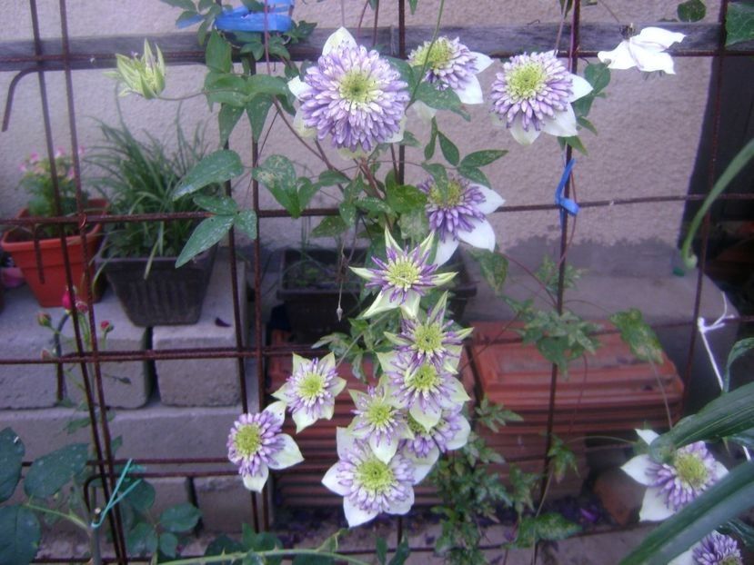  - TOATE FLORILE