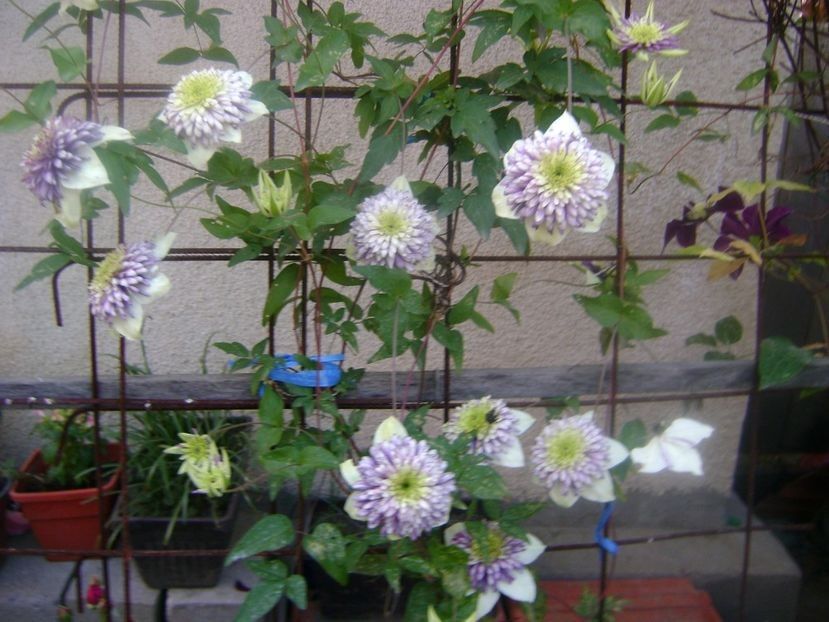  - TOATE FLORILE