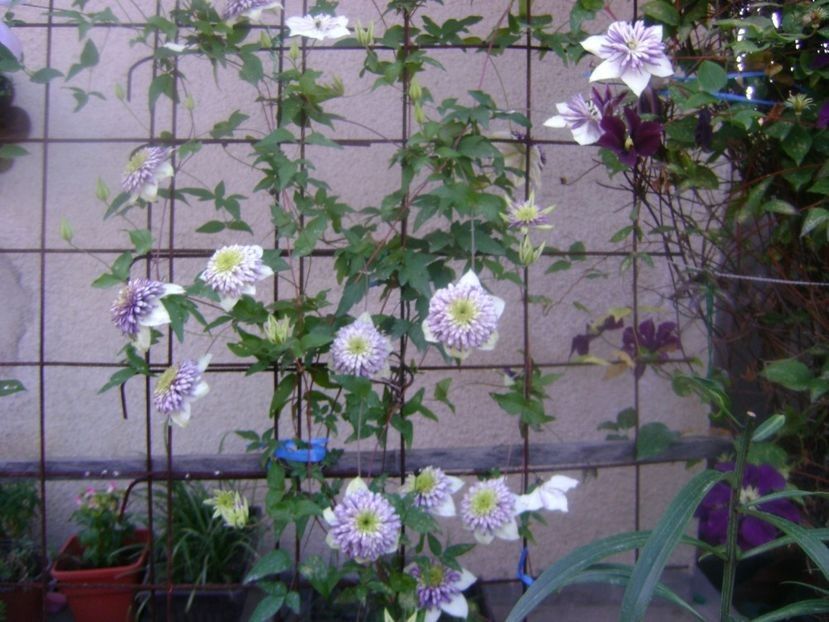  - TOATE FLORILE