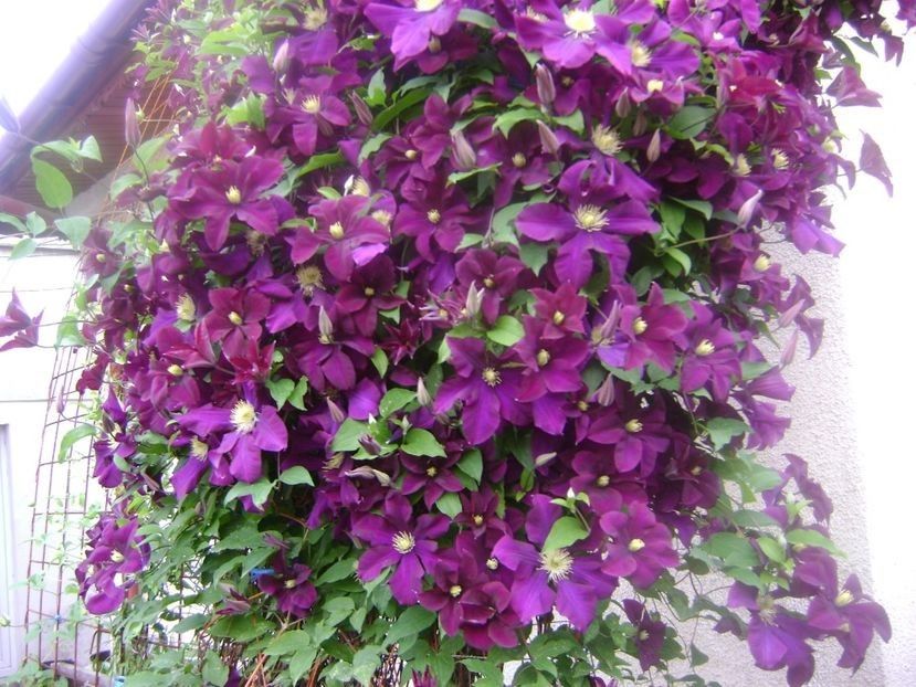  - TOATE FLORILE