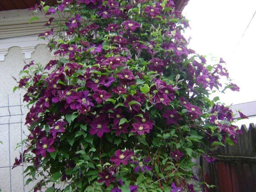 - TOATE FLORILE