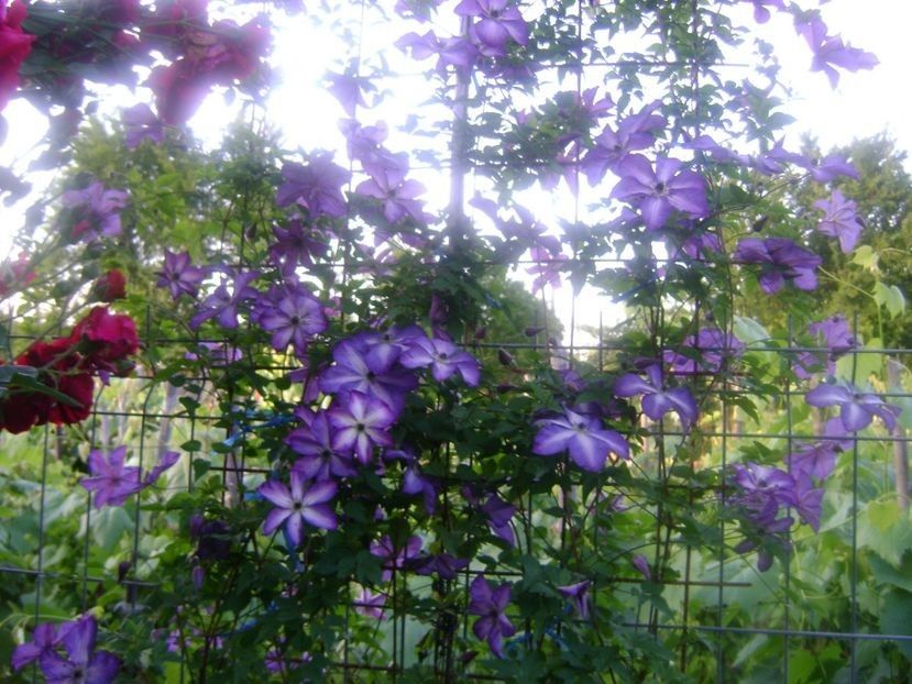  - TOATE FLORILE