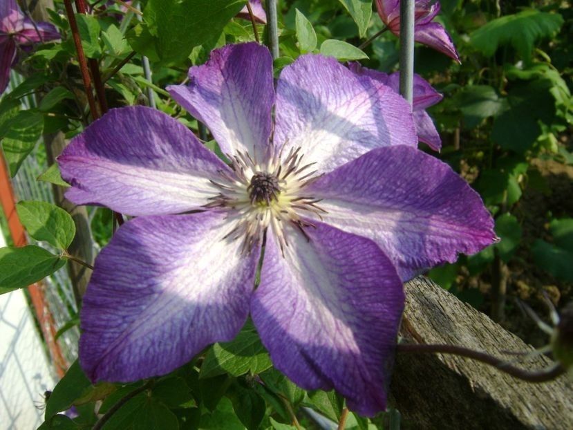  - TOATE FLORILE