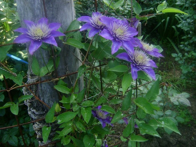  - TOATE FLORILE