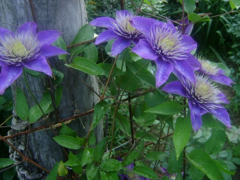  - TOATE FLORILE