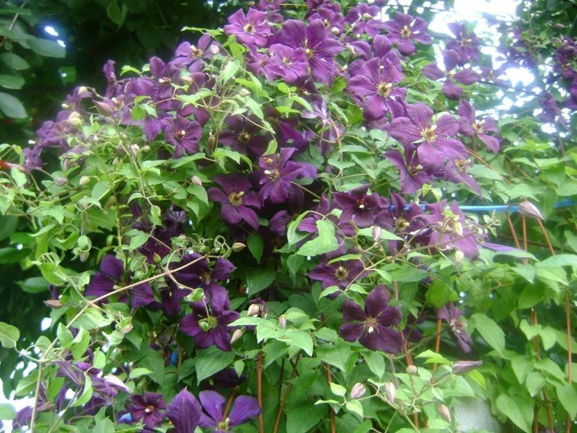  - TOATE FLORILE