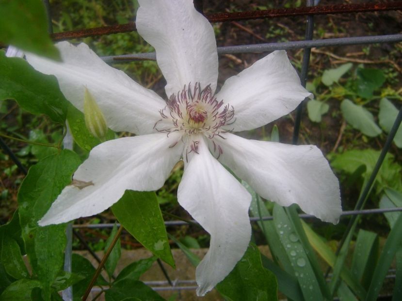  - TOATE FLORILE