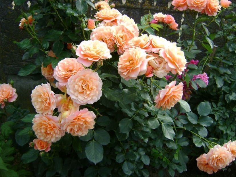  - TOATE FLORILE
