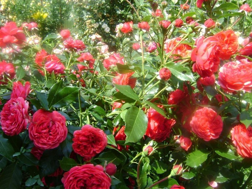  - TOATE FLORILE