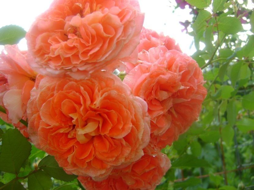  - TOATE FLORILE