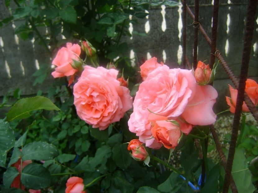  - TOATE FLORILE