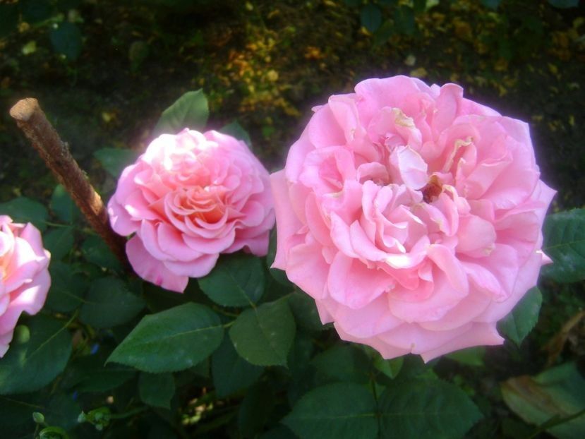  - TOATE FLORILE