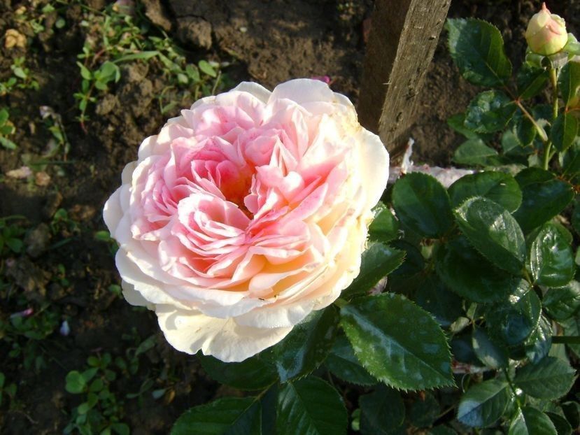  - TOATE FLORILE