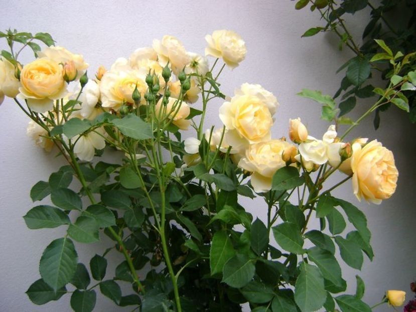  - TOATE FLORILE