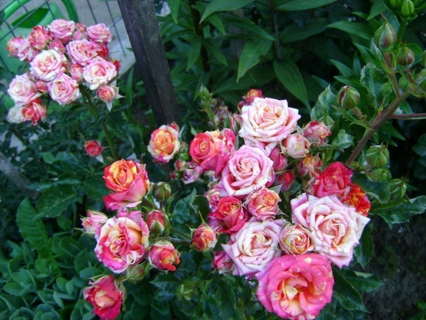  - TOATE FLORILE