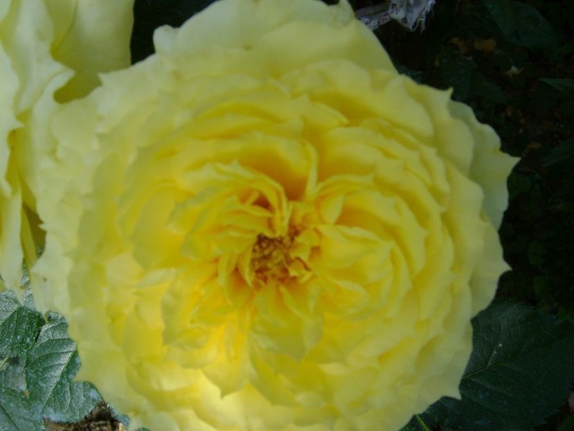  - TOATE FLORILE