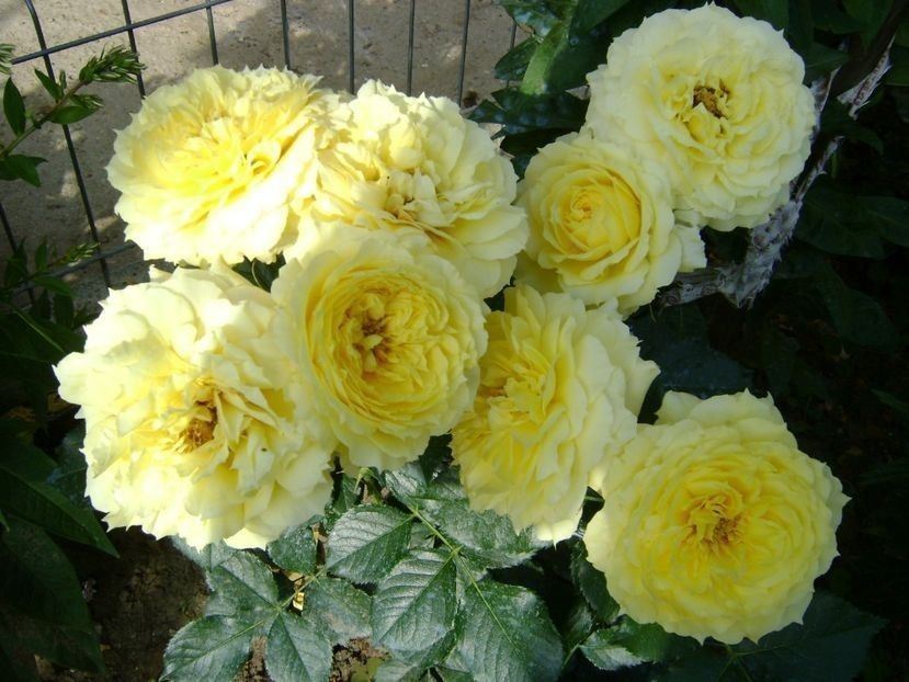  - TOATE FLORILE