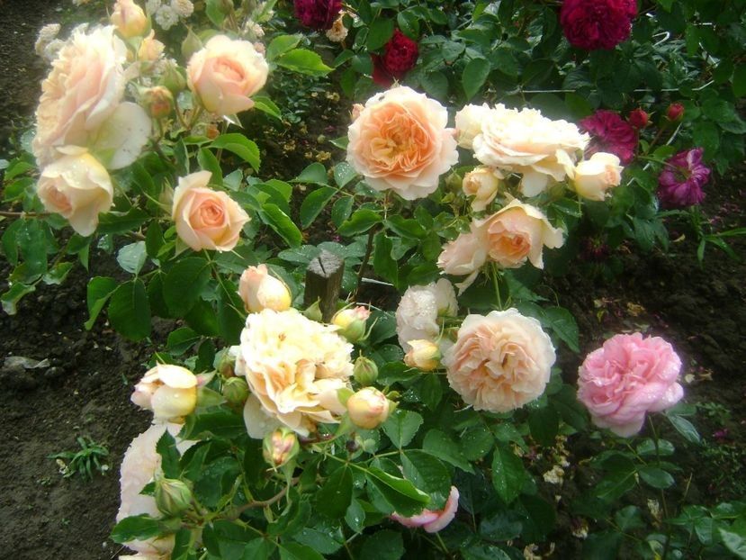  - TOATE FLORILE