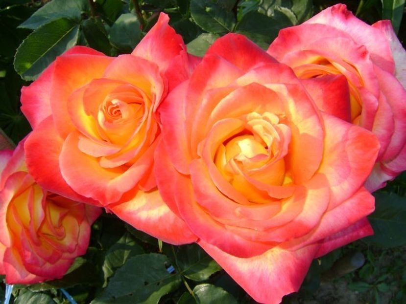  - TOATE FLORILE