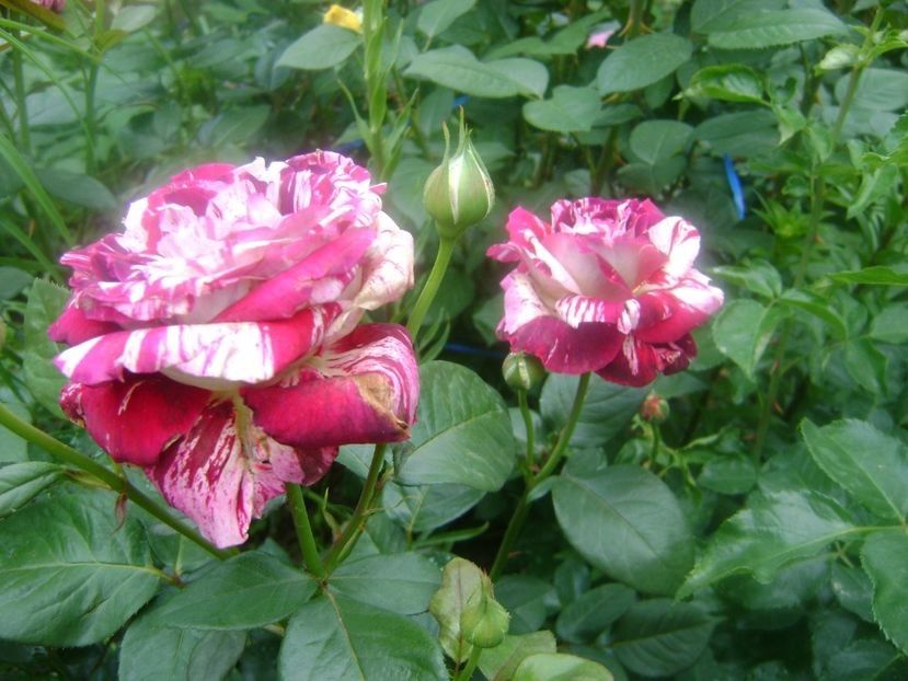  - TOATE FLORILE