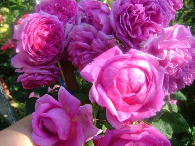  - TOATE FLORILE