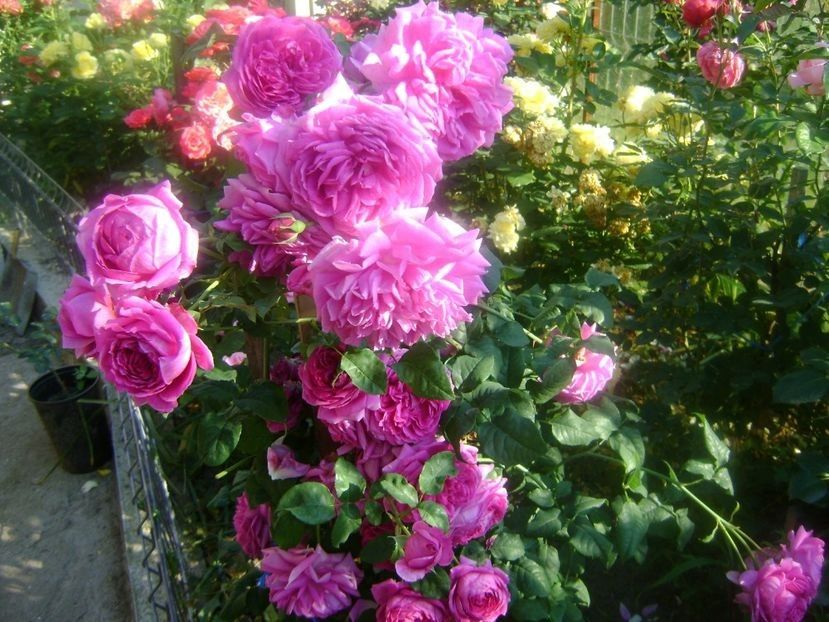 - TOATE FLORILE