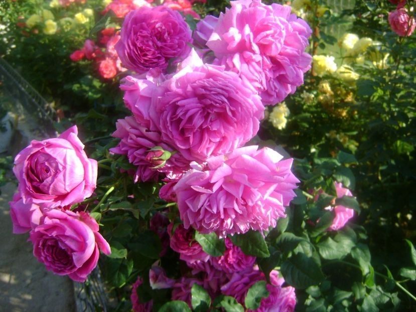  - TOATE FLORILE