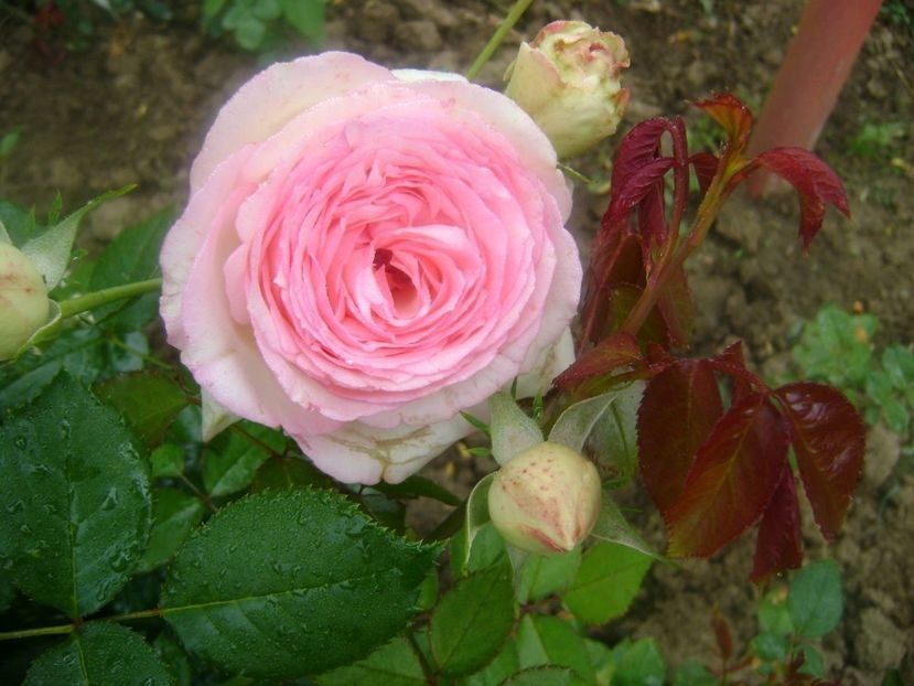  - TOATE FLORILE
